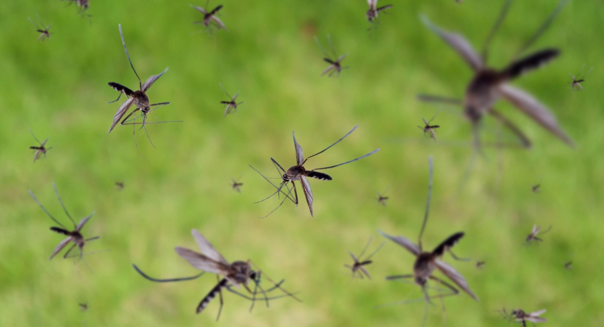 Mosquito