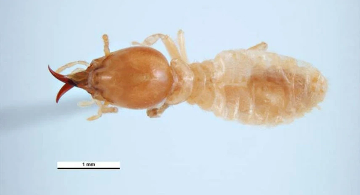 Coptotermes frenchi, C. lacteus