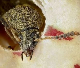 Bean weevil (Acanthoscelides obtectus)