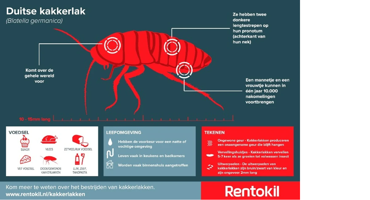kakkerlakken infographic