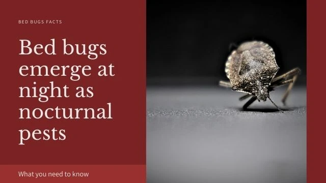 Bed-bugs emerge at night as nocturnal pests