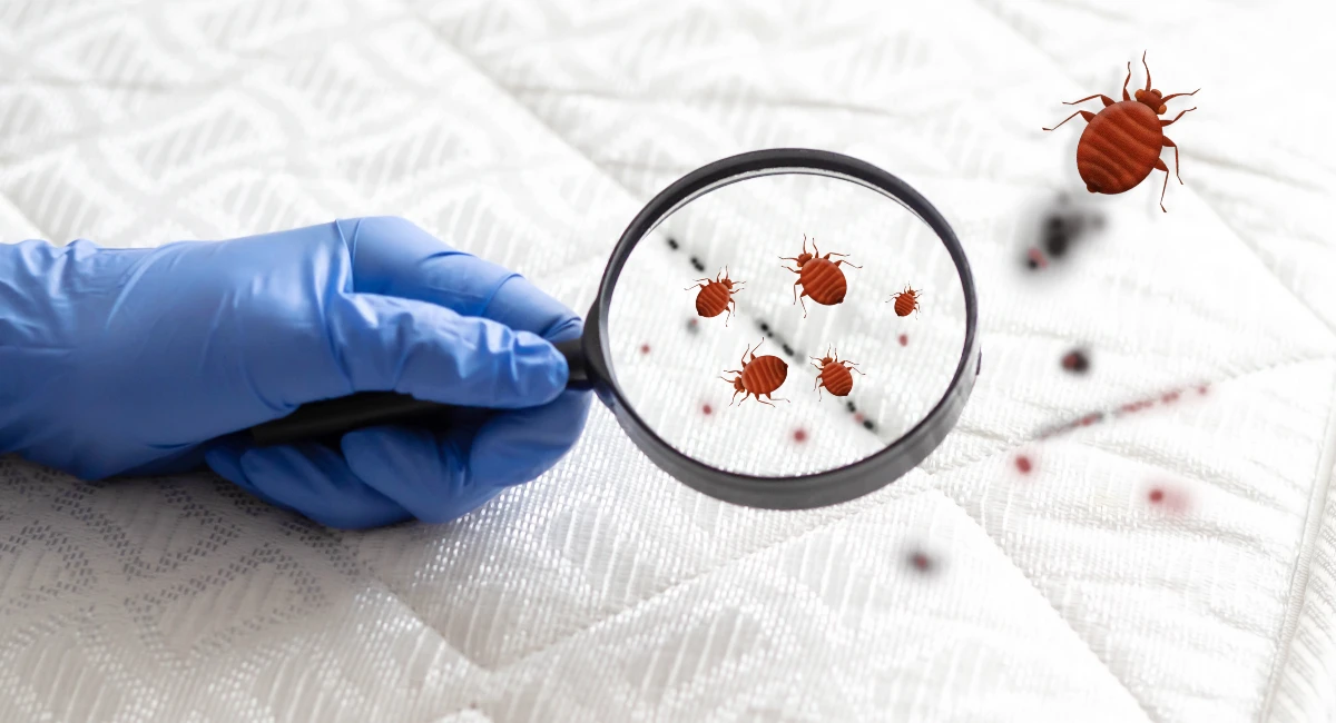 Bed bugs - Locating infestations