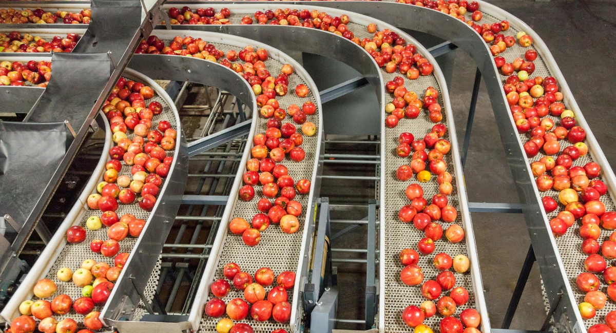Food processing plant with fruit on a conveyor belt