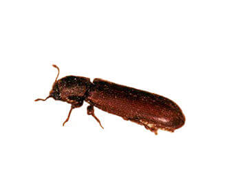 Powder Post Beetle (Lyctus brunneus)