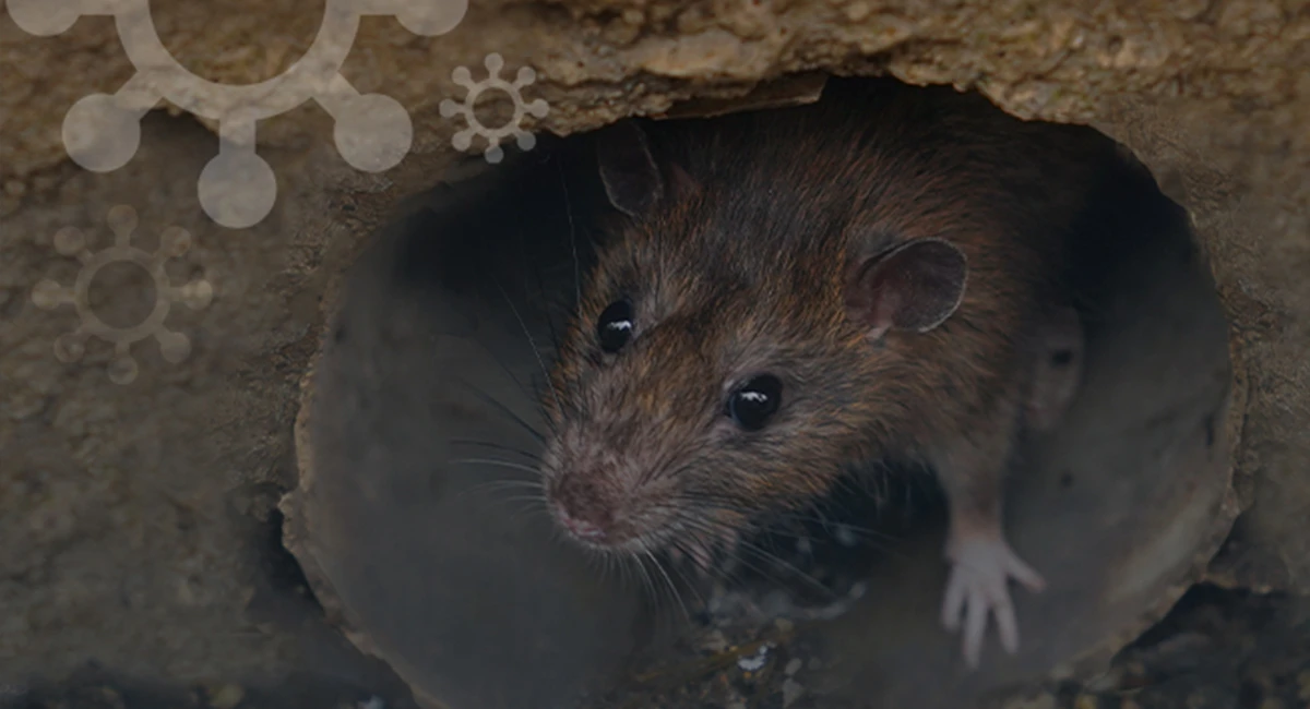 Rodent tracking gel