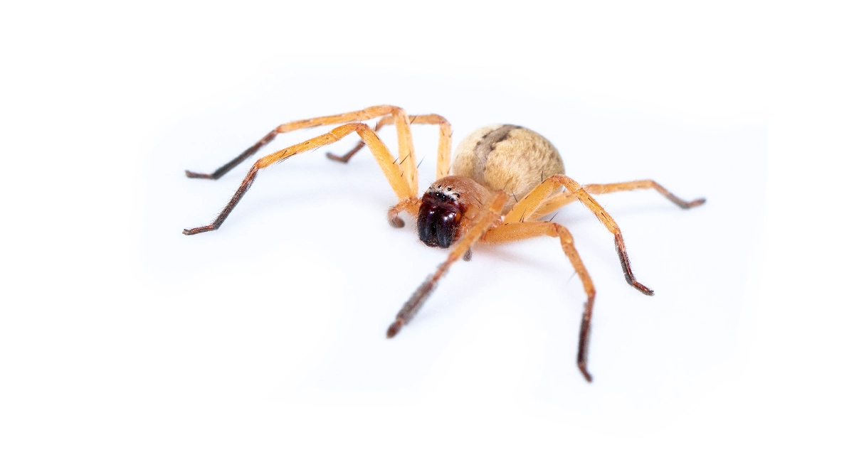 Huntsman spider