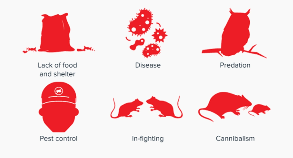 Why don’t rats outnumber humans?