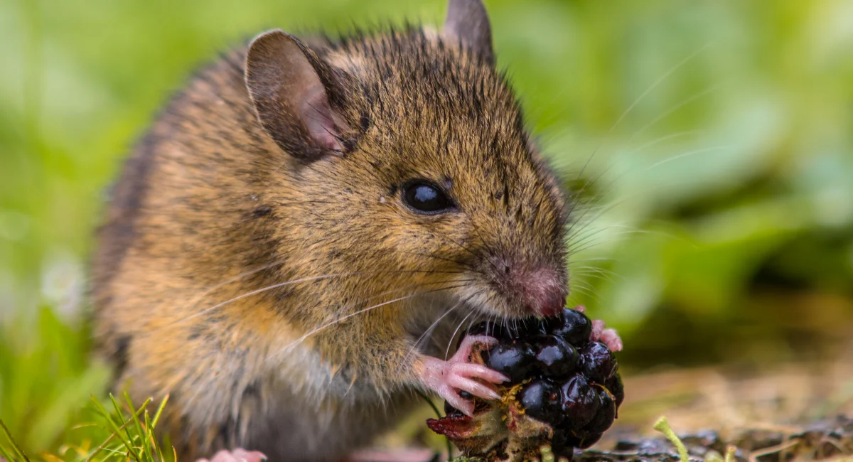 Mouse in garden