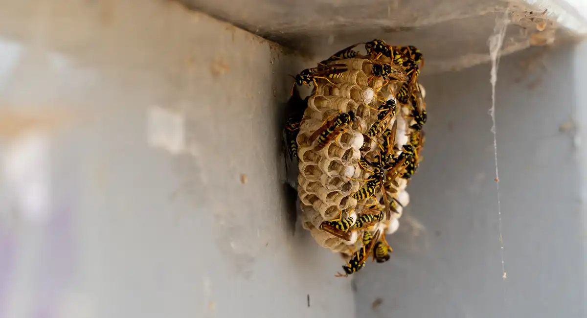 Wasps nest