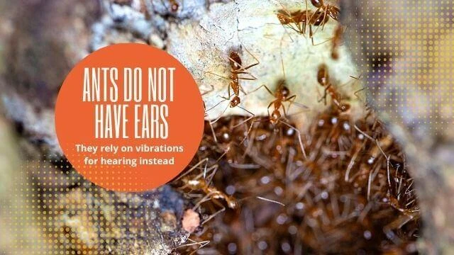 Ants do not have ears