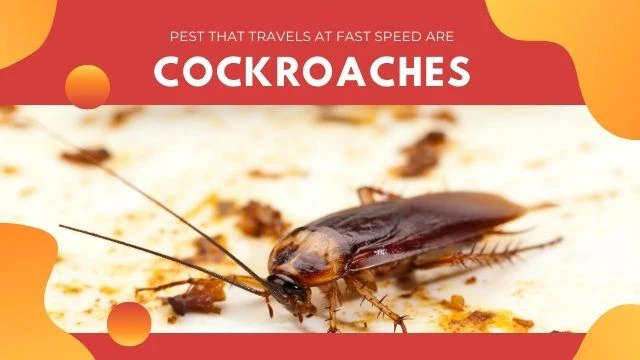 Cockroach can cause allergy