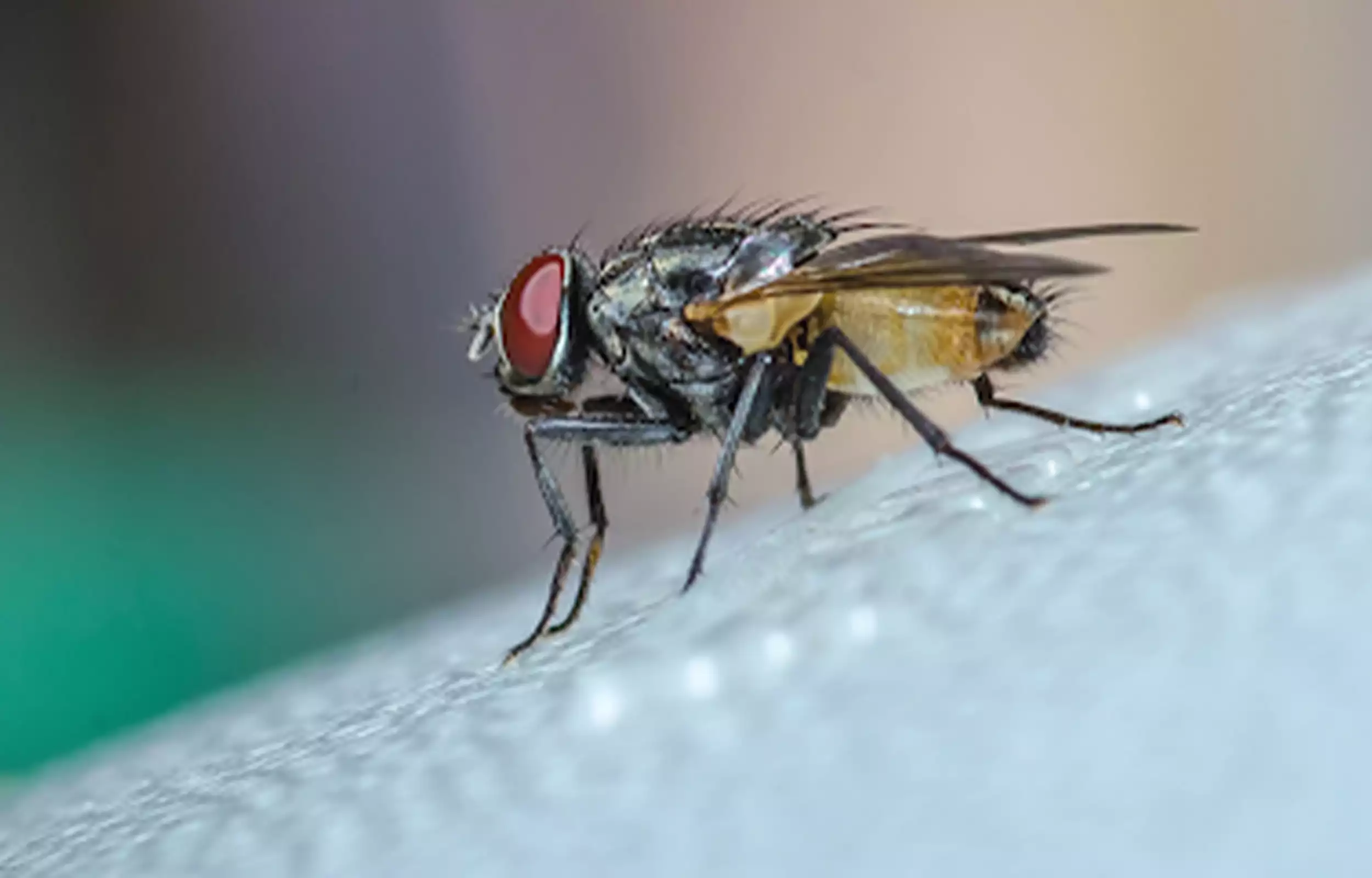 Housefly