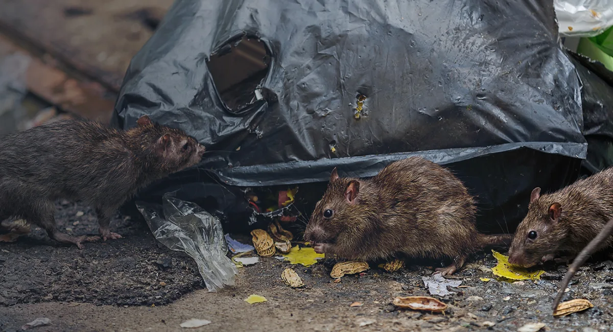 rat op straat