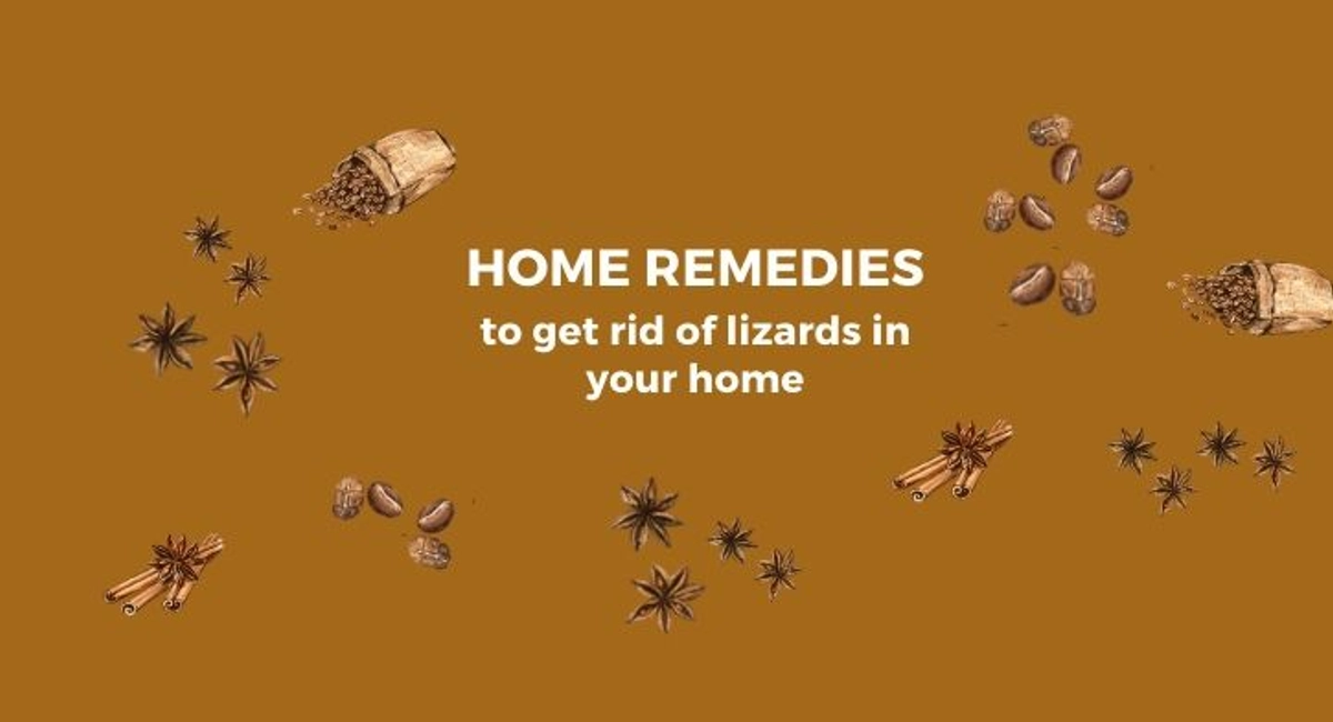 Debugged Blog How To Manage Lizards In Your Home Home Remedies To Get Rid of Lizards