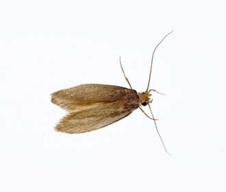 Common clothes moth