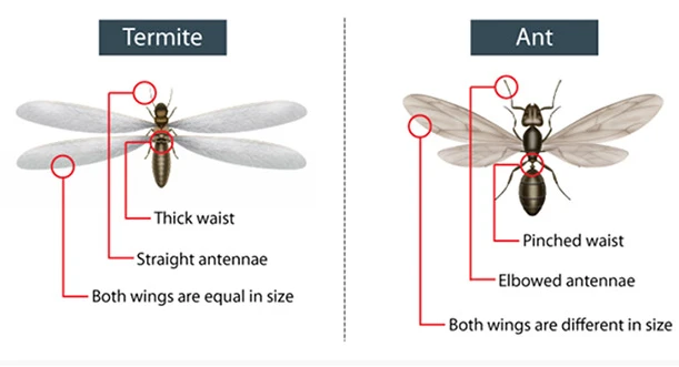 Termite Vs Ant