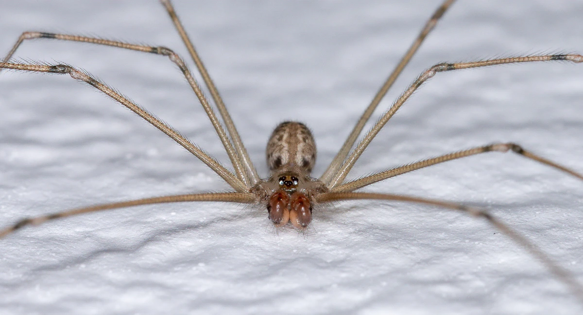 Cellar spider