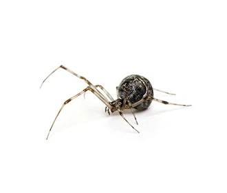 Brown House Spider (cupboard spider)
