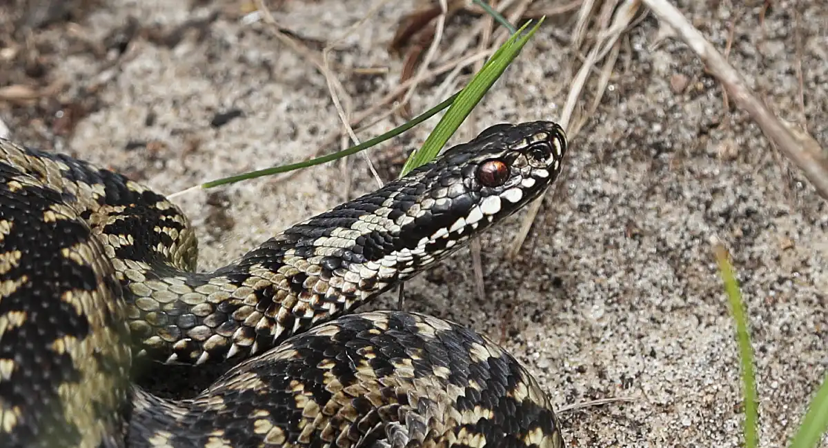 Snake