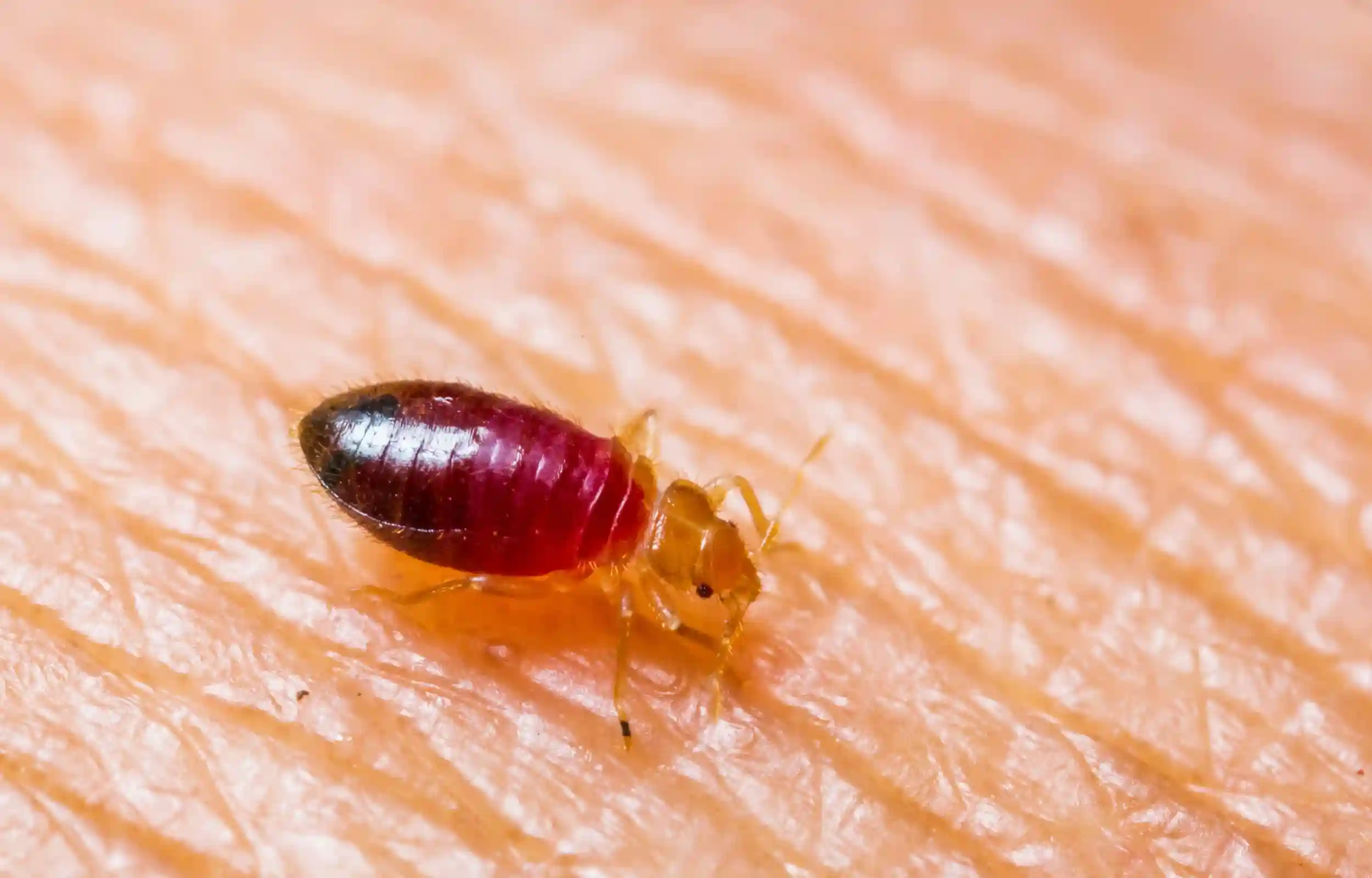 bedbug