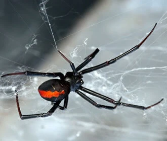 Redback Spider (Red-back Spider)