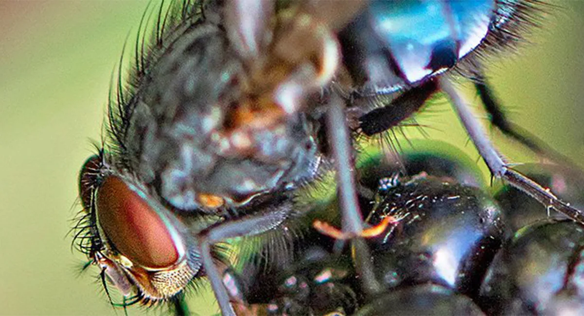 Close up picture of a fly