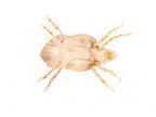 Furniture Mite