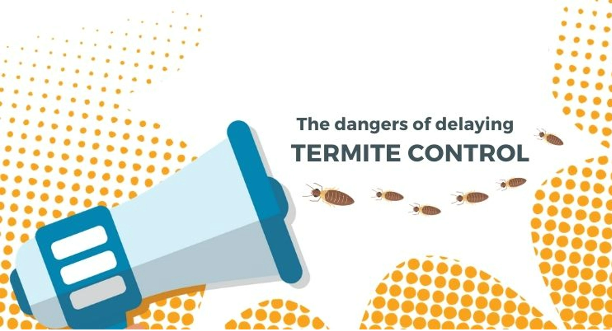 Debugged Blog When Do You Engage Termite Control Dangers of Delaying Termite Treatment