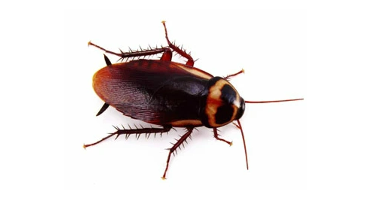 Cockroach