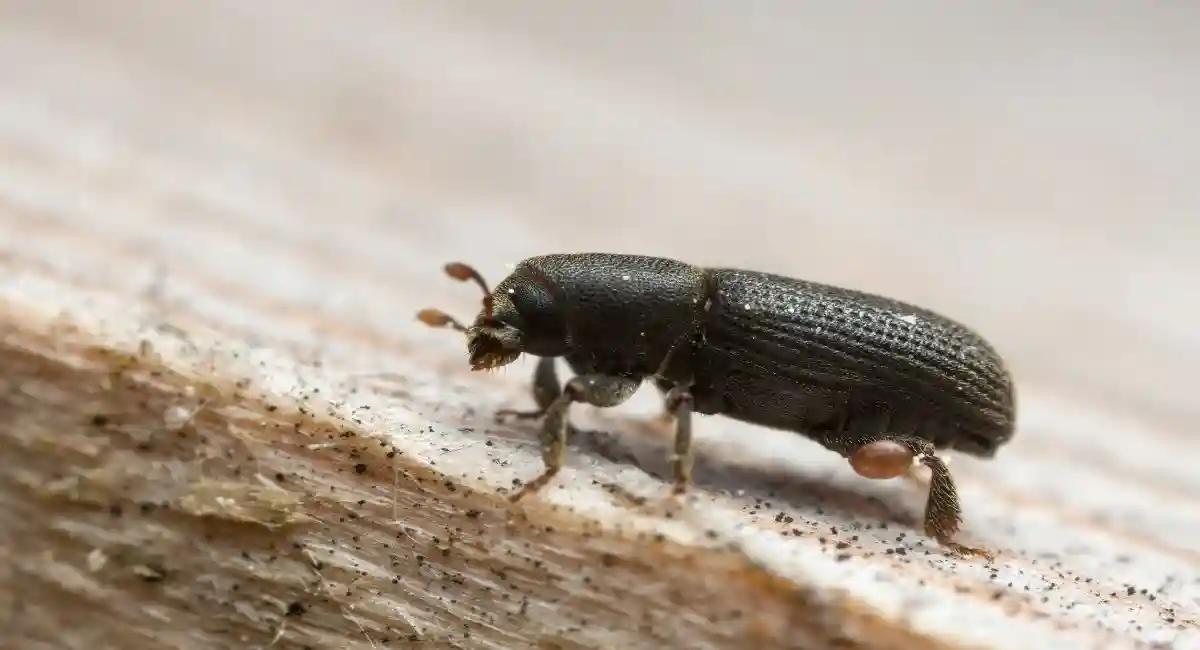 bark beetle