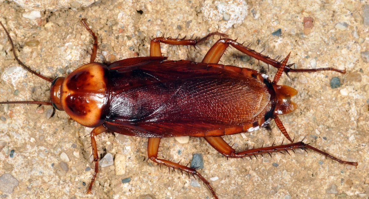 Blatte américaine