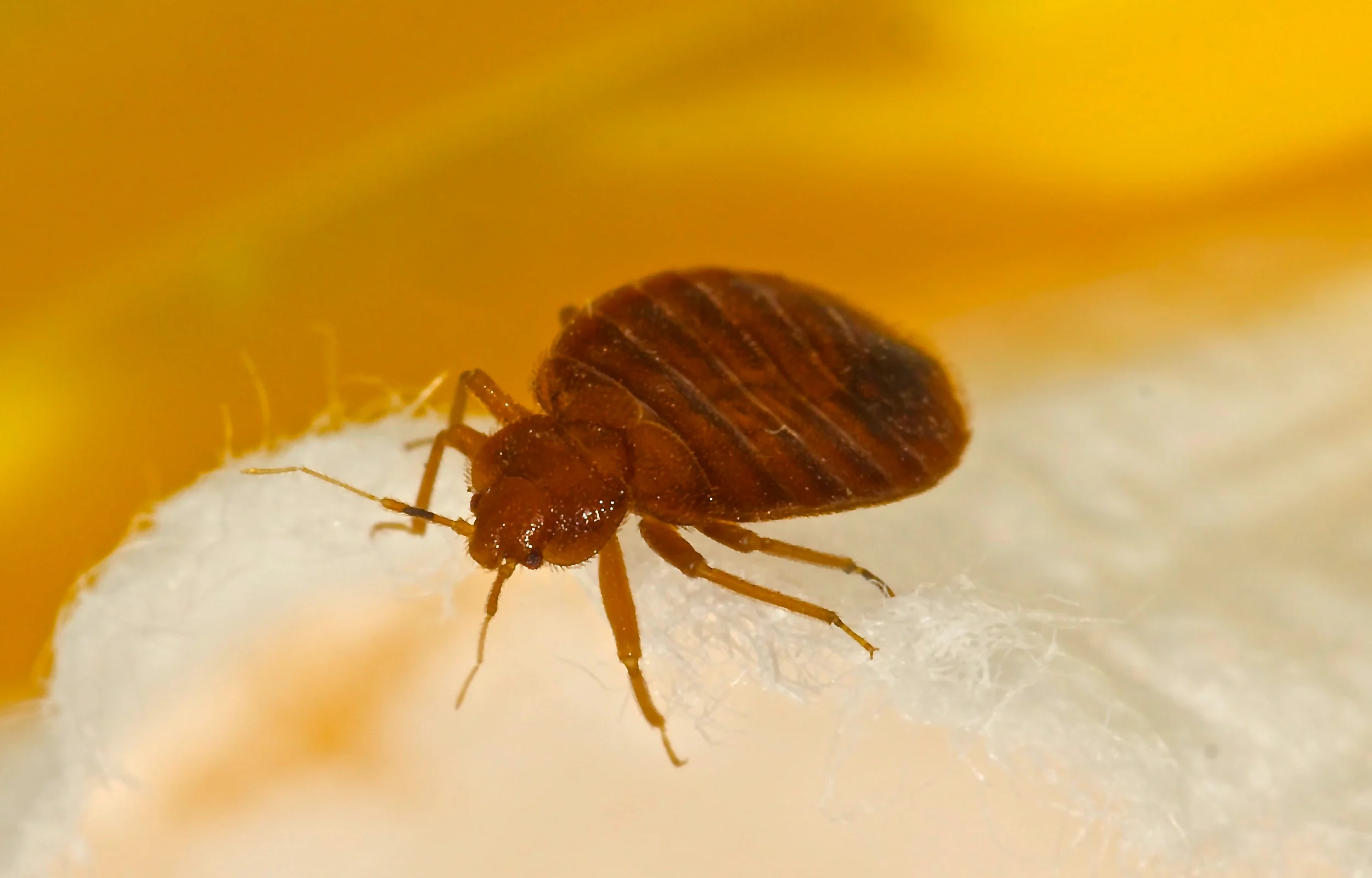 bed bugs