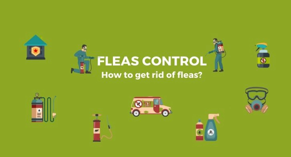 Debugged Blog Can You Get Fleas Without Pets Get Rid Of Fleas