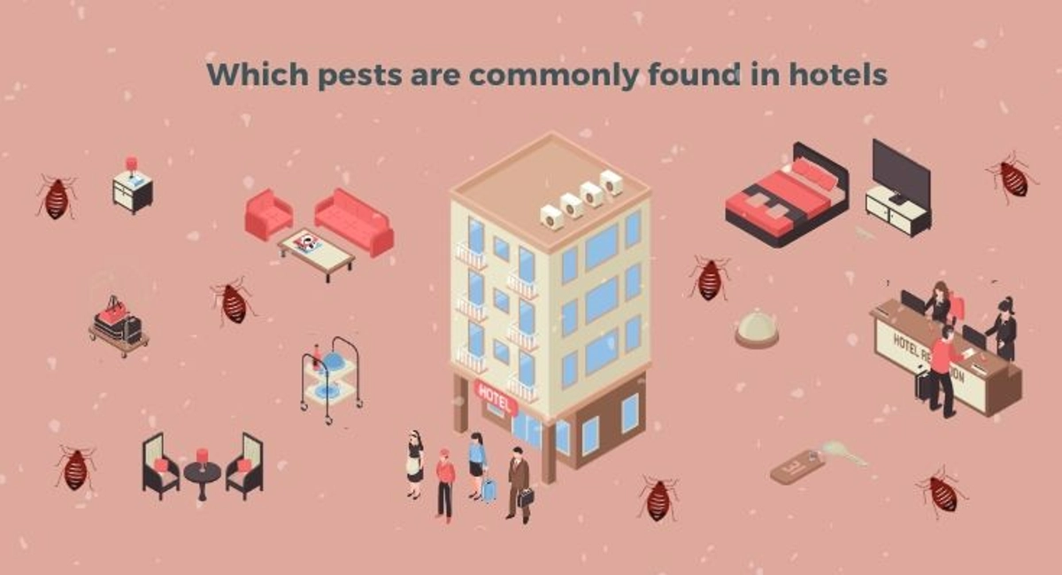 Debugged Blog Dealing With Pests In Hotel Commonly Found Pests