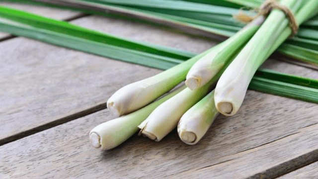 Mozzie-Pest-Myth-Lemongrass