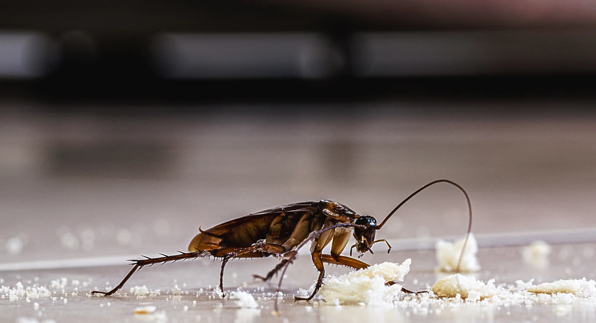 Cockroach feeding on food residue