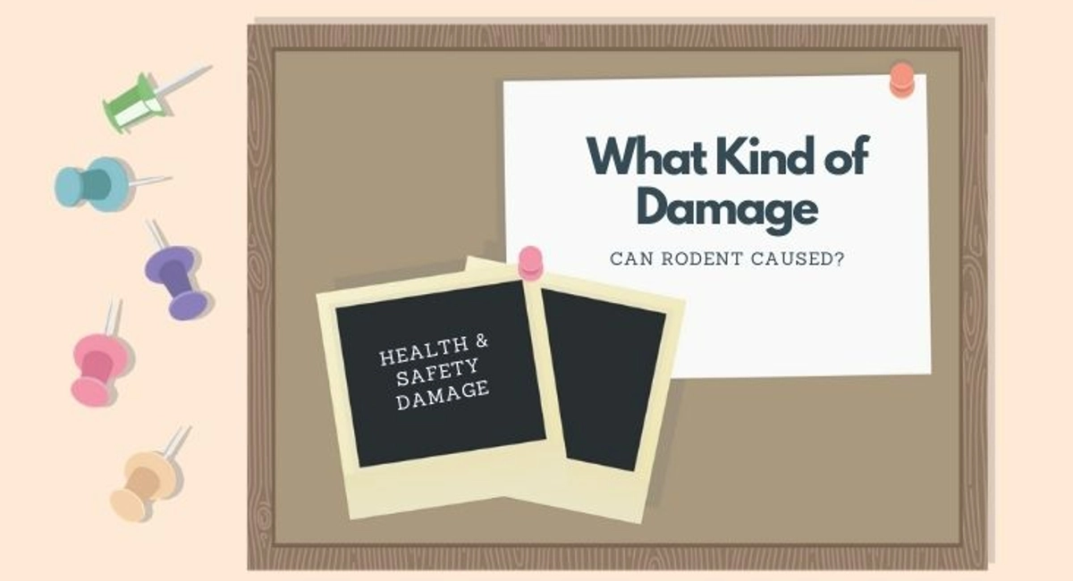 What Kind of Damage Can Rodents Cause?