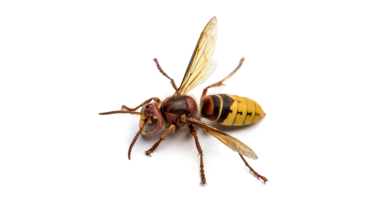 European hornets