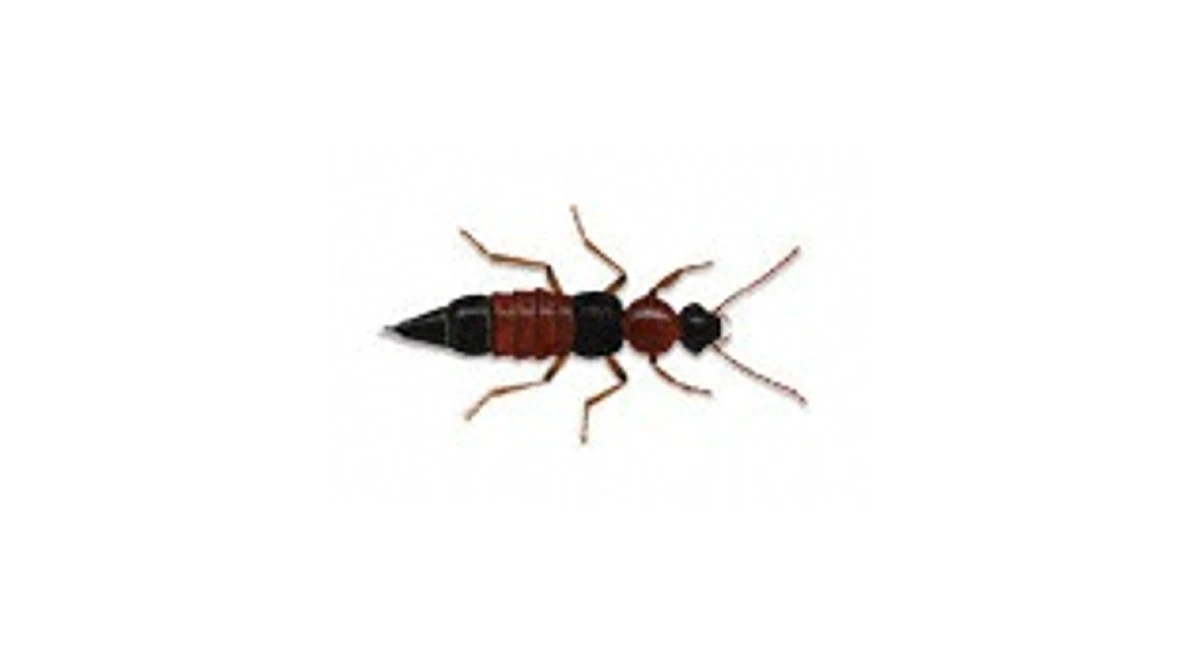 Rove beetles