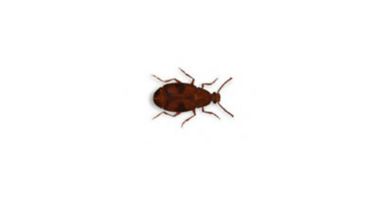 cowpea weevil