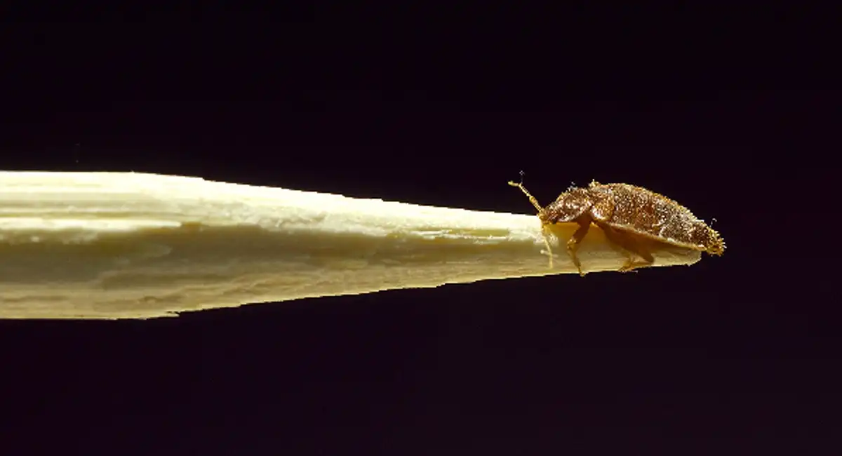 Bed bug on wooden stick tip