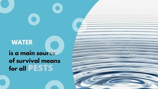 Thirsty Pests and Leaky Pipes
