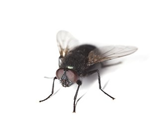 Blow fly, Bluebottle
