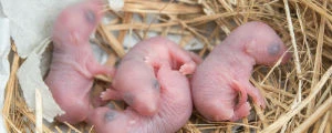 Breeding
