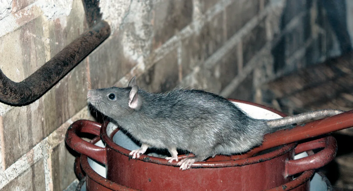Facts about rats