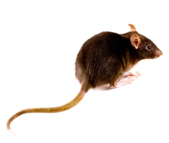Black Rat