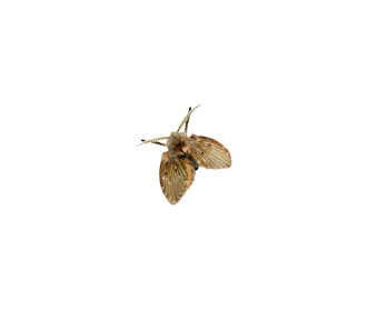 Drain fly