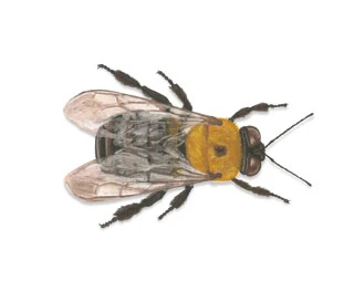 Carpenter bees