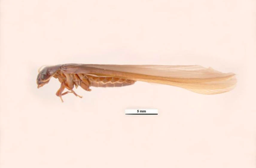 Mastotermes darwiniensis wings