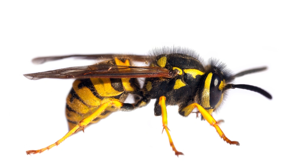 Wesp - Vespula vulgaris